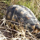 Image of Angulate Tortoises