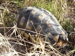 Image of Angulate tortoise