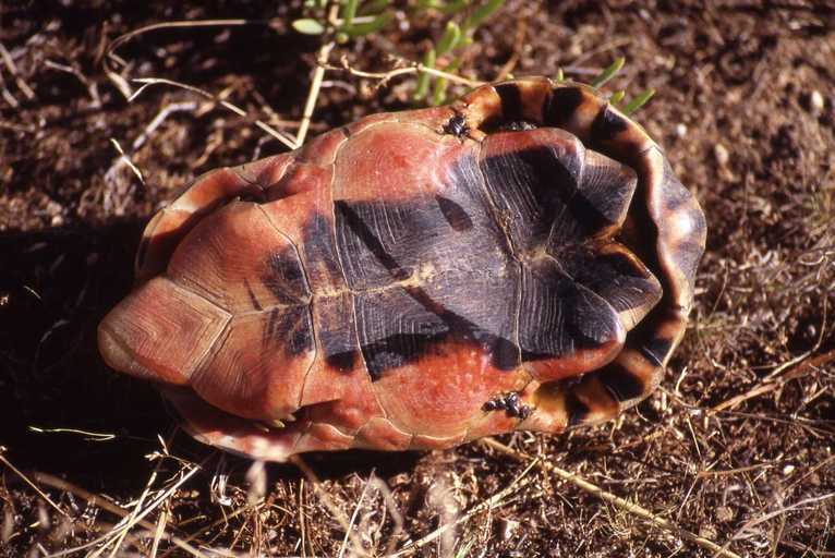 Image of Angulate tortoise