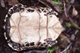 Image of Madagascan Spider Tortoise