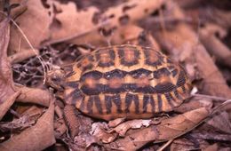 Image of Flat-backed Spider Tortoise