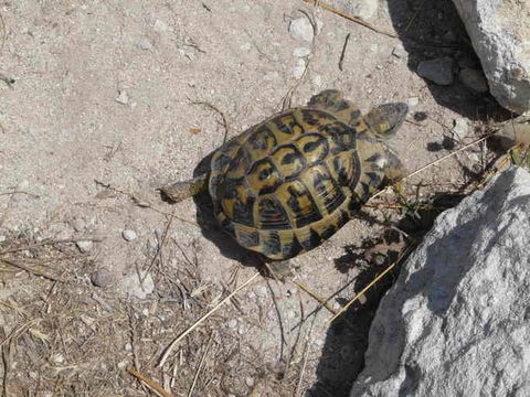 Image of Hermann's Tortoise