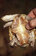 Image of Helmeted Turtle