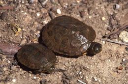 Image of Spanish pond turtle