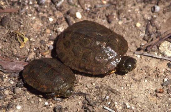 Слика од Mauremys leprosa (Schweigger 1812)