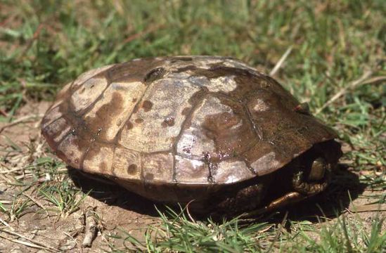 Image of Spanish pond turtle