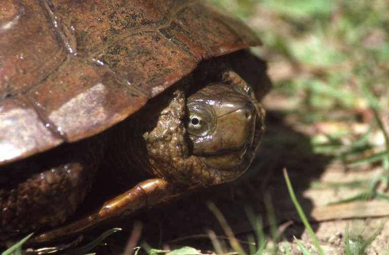 Image of Spanish pond turtle