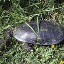 Image of Narrow-breasted Snake-necked Turtle