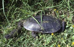 Image of Narrow-breasted Snake-necked Turtle
