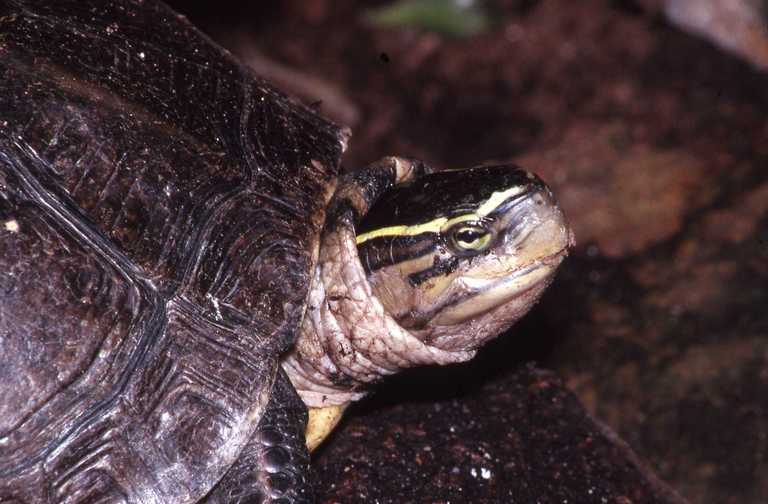 Image of South Asian Box Turtle