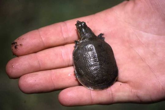 Image of Zambezi Soft-shelled Turtle