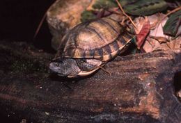 Image of Coahuilan box turtle