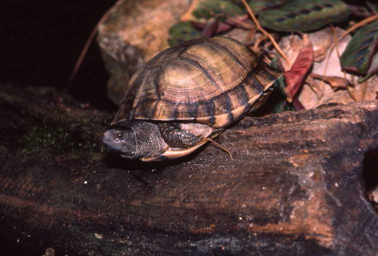 Image of Coahuilan box turtle