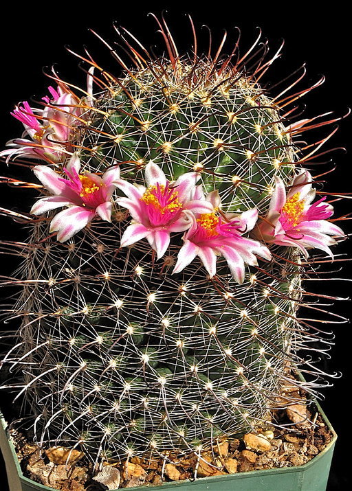 Imagem de Mammillaria mainiae K. Brandegee