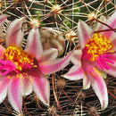 Mammillaria mainiae K. Brandegee resmi