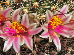 Imagem de Mammillaria mainiae K. Brandegee