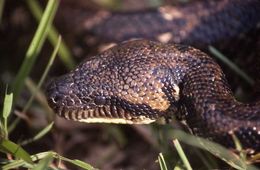 Image of Madagascar Tree Boa