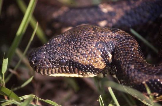 Image of Madagascar Tree Boa