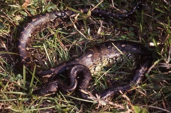 Image of Madagascar Tree Boa