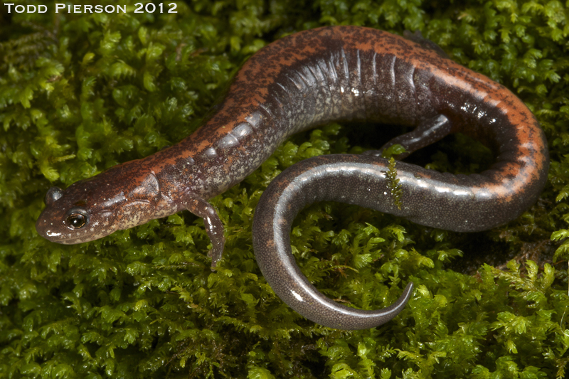 Sivun Plethodon cinereus (Green 1818) kuva