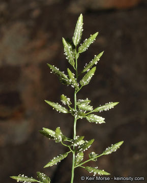 Imagem de Eragrostis cilianensis (All.) Janch.