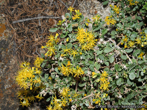 Imagem de Ericameria cuneata var. spathulata (A. Gray) Mc Clatchie