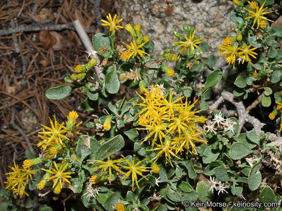 Image of cliff goldenbush