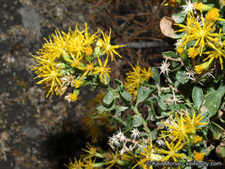 Image of cliff goldenbush