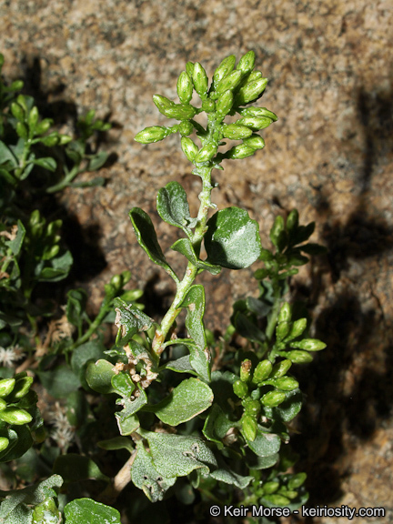 Image of cliff goldenbush