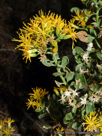 Image of cliff goldenbush