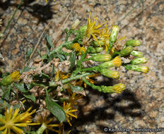 Image of cliff goldenbush