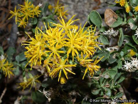 Image of cliff goldenbush