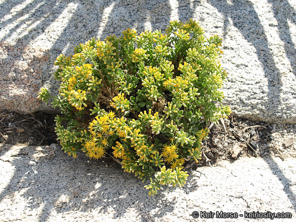 Image of cliff goldenbush