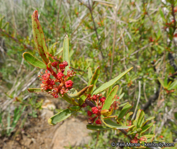 Image of red shrubby-spurge