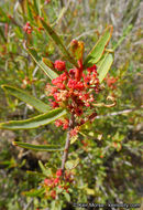 Image of red shrubby-spurge