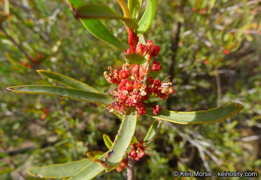 Image of red shrubby-spurge