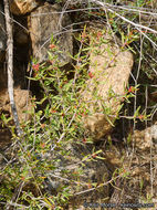 Image of red shrubby-spurge