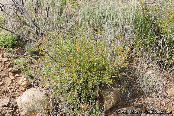 Image of red shrubby-spurge