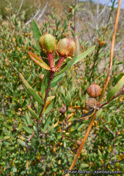 Image of red shrubby-spurge