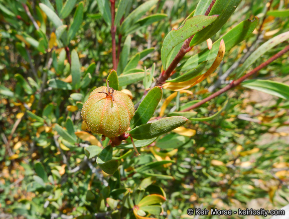 Image of red shrubby-spurge