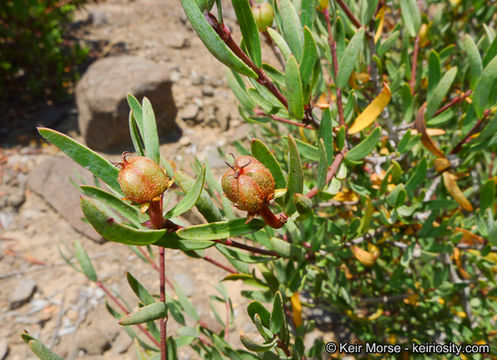 Image of red shrubby-spurge