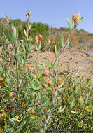 Image of red shrubby-spurge