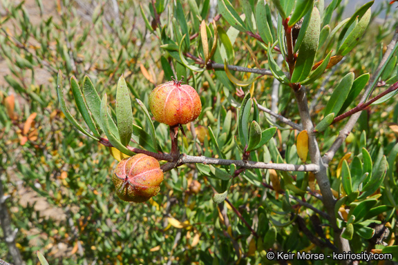 Image of red shrubby-spurge