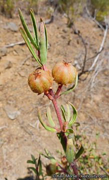 Image of red shrubby-spurge