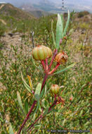 Image of red shrubby-spurge