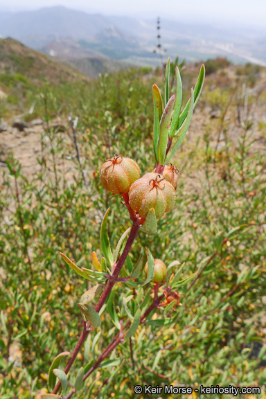 Image of red shrubby-spurge