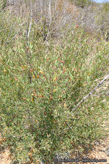 Image of red shrubby-spurge