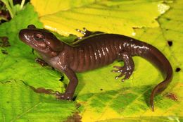 Image of Northwestern Salamander