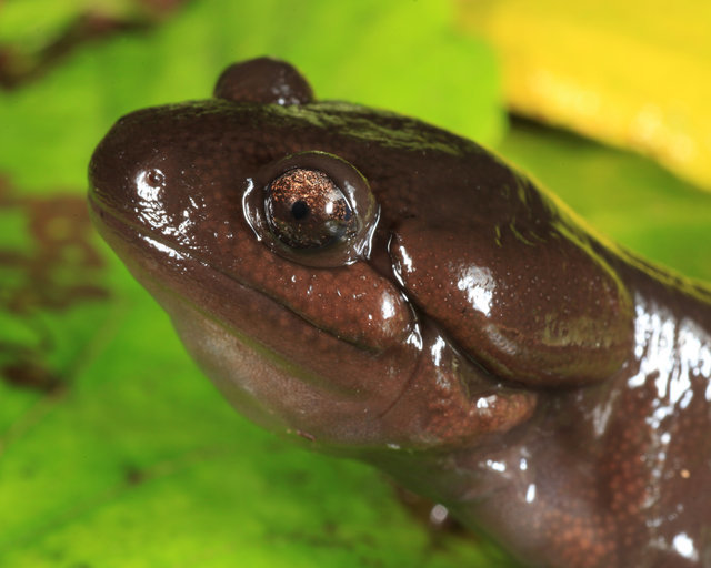 Image of Northwestern Salamander