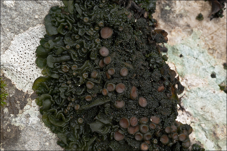 Image of jelly lichen